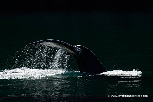 Whale fluke up - Alaska