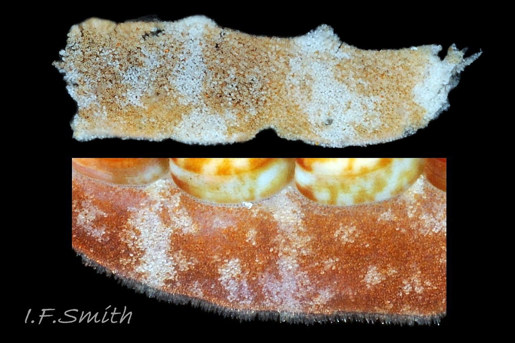 14 Boreochiton ruber | Length of animal 14.5 mm. North Yorks… | Flickr