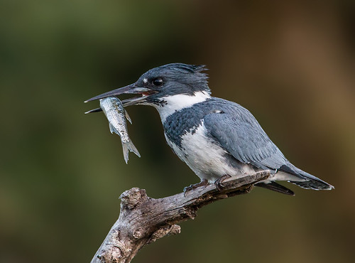 Belted Kingfisher | by Andy Morffew