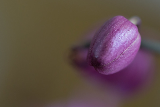 Orchid bud.