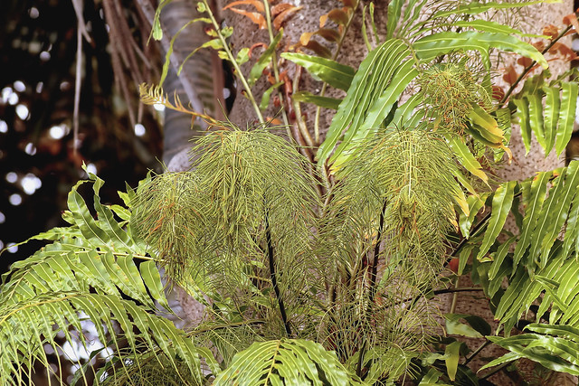 Stenochlaena tenuifolia (1)