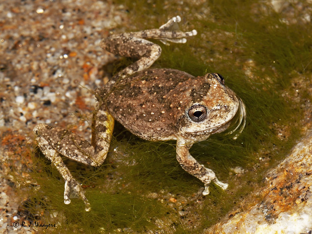 Pseudacris cadaverina (California Tree Frog)