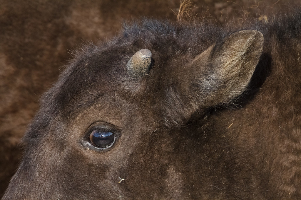A close-up view of the face and tiny horn of an American bison calf near Mormon Row in Grand Teton National Park in Wyoming in September 2011