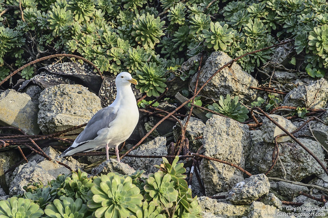 Gulls of Alcatraz