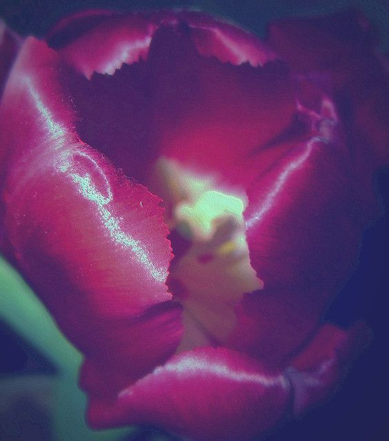 tulipcurl