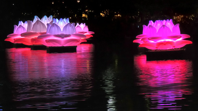 White Night 2015 . Lotus Blossoms On The Yarra  (#51 in series) - Melbourne VIC AU  21Feb2015 sRGB web