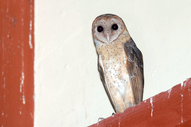 Andaman Masked Owl (Tyto deroepstorffi)