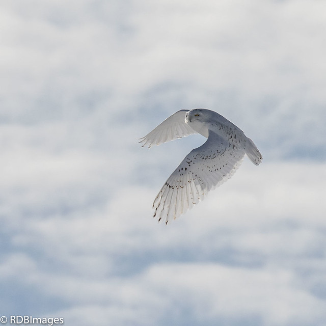 Snowy Owl on the Wing l
