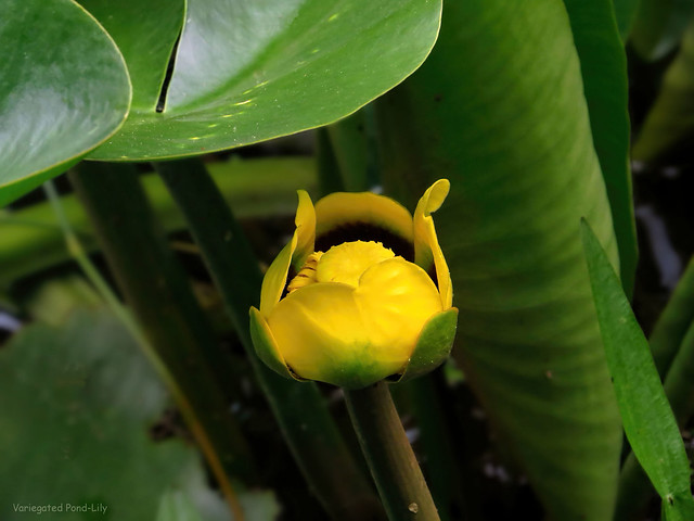 Variegated Pond-Lily - Nuphar variegata  -  Nymphaeaceae: Water-lily family