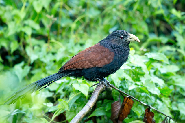Green-billed Coucal (Centropus chlororhynchus)