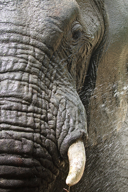 Elephant Face Zakouma National Park in Chad