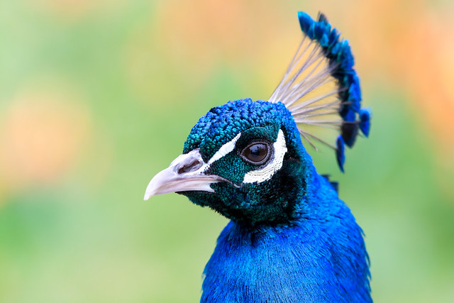 Paon bleu / Indian Peacock