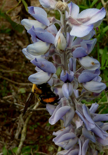 bumblebee critter pollinator blue spring april dry listed