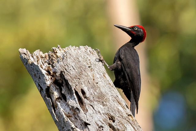 Andaman Woodpecker (Dryocopus hodgei)