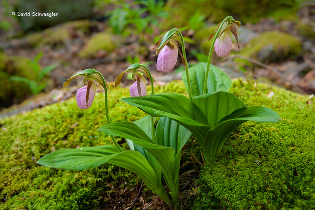 Pink Ladyslippers on a Moss Covered Boulder