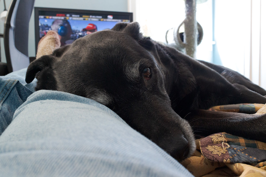 Our black lab Ellie snuggles against my legs while looking very sleepy with an Indycar race on TV in the background, taken in March 2014