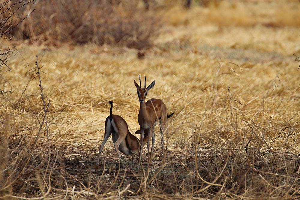 maske Berigelse en Red-fronted Gazelle Mum and Kid in Zakouma National Park i… | Flickr