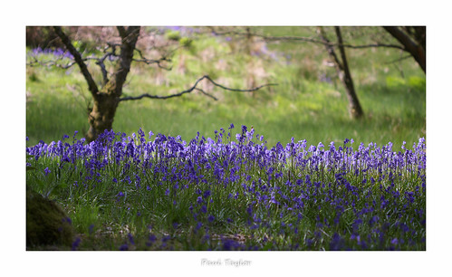 flowers wild bluebells spring lakedistrict may haybridgenaturereserve