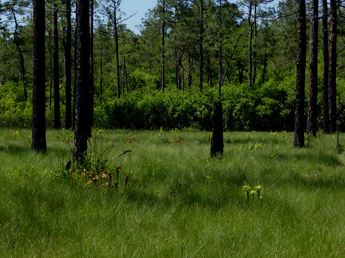 greenswamp may2015 shoestringsavanna mcleanspinewoods