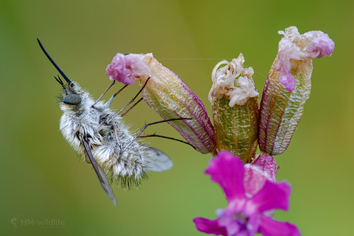 Bee Fly - Bombylius fimbriatus by HM Wildlife, Near to Farm Lator in north east Hungary.

Found a few of these little bee flies in a small patch on
