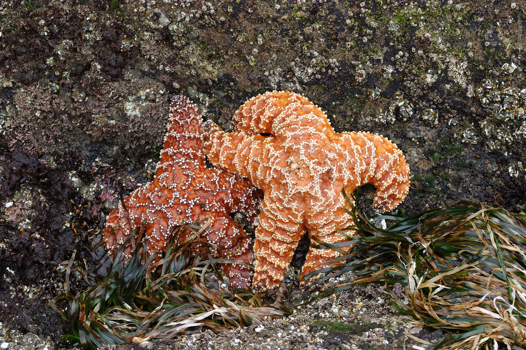 Two ochre sea stars cling to a rock, arm in arm, at Seal Rock State Recreation Area in Oregon in April 2004