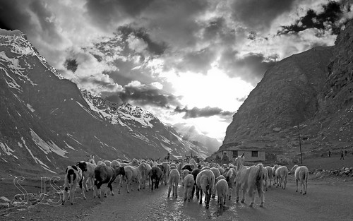 sissu himachalpradesh india himalayas mountains bakarwal bakharwal sheep shepherd goatherd goats dusk landscape monochrome manalilehhighway sjs swaran swaranjeet swaranjeetsingh sjsvision sjsphotography swaranjeetphotography 2014 hindustan bharatvarsh indie canon eos7d apsc singh photographer thane mumbai indian