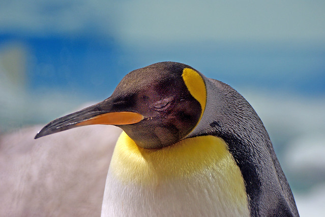 King Penguin. Sea World. Qld  Aust.