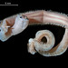 Flickr photo 'Glycera americana Leidy 1855' by: EcologyWA.