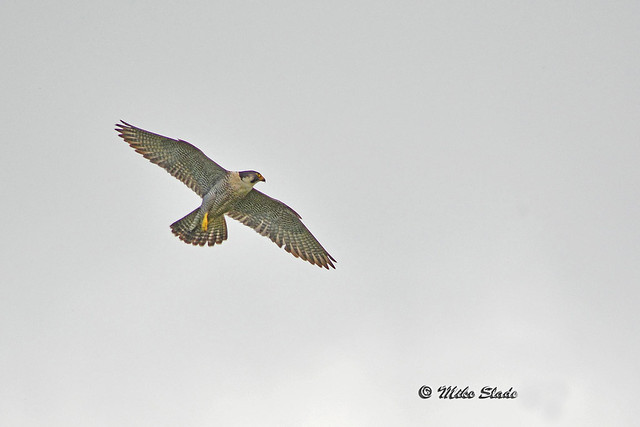 Peregrine Falcon (f)