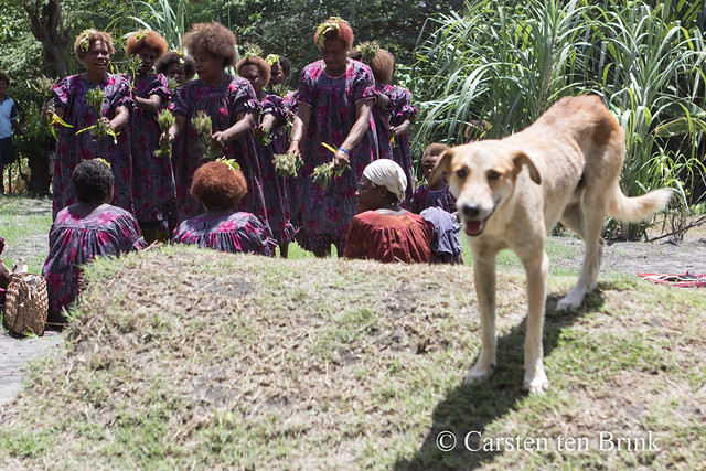Matupit ladies' singsing - the dog loses interest
