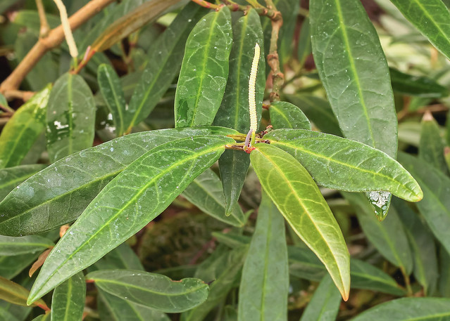 Piper holguinianum 3394-1; Piperaceae (1)