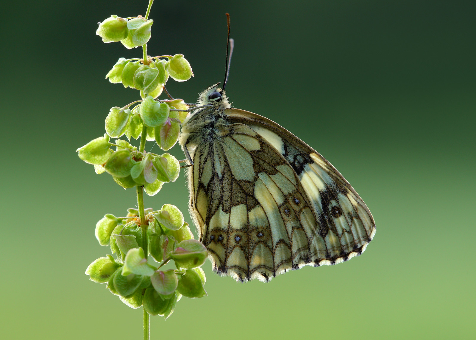 Marbled White Butterfly, Friston Forest