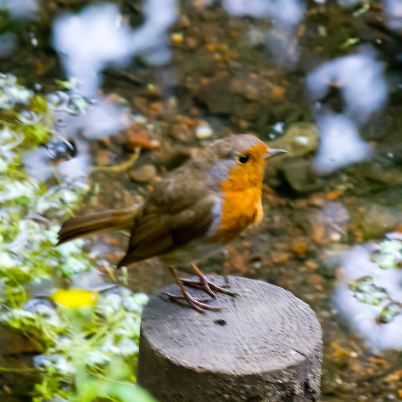 Robin on post by a pool, Baggeridge