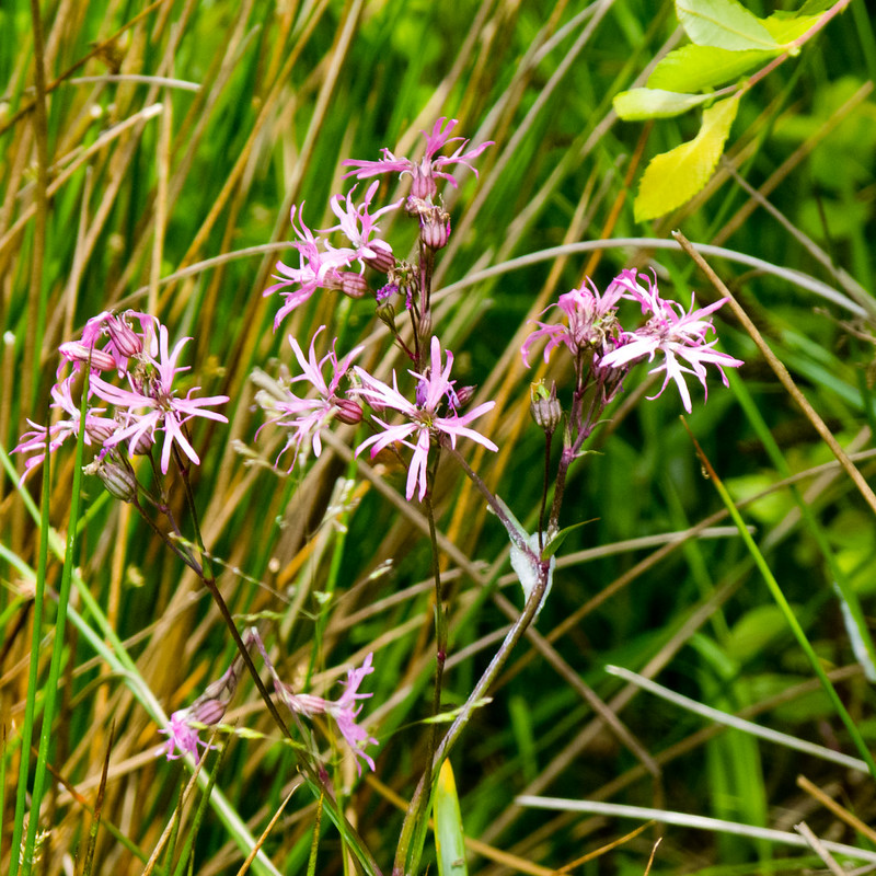 Ragged robin flowering, Baggeridge