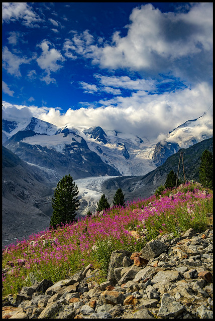 Flowers season near Piz Bernina and the   Morteratsch Glacier (romansh: Vadret da Morteratsch). No.8270 a.