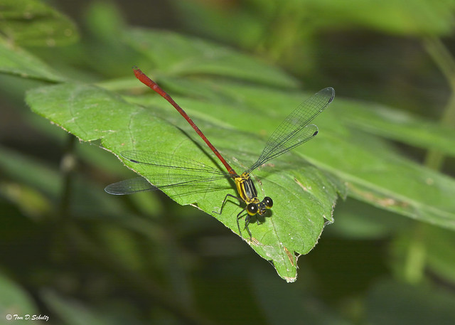Red-and-Black Flatwing damselfly