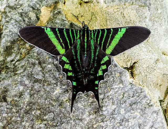 Urania Swallowtail Moth - Urania fulgens (Uraniidae, Uraniinae) 115s-16433