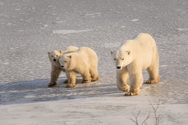 Polar Family on the Move
