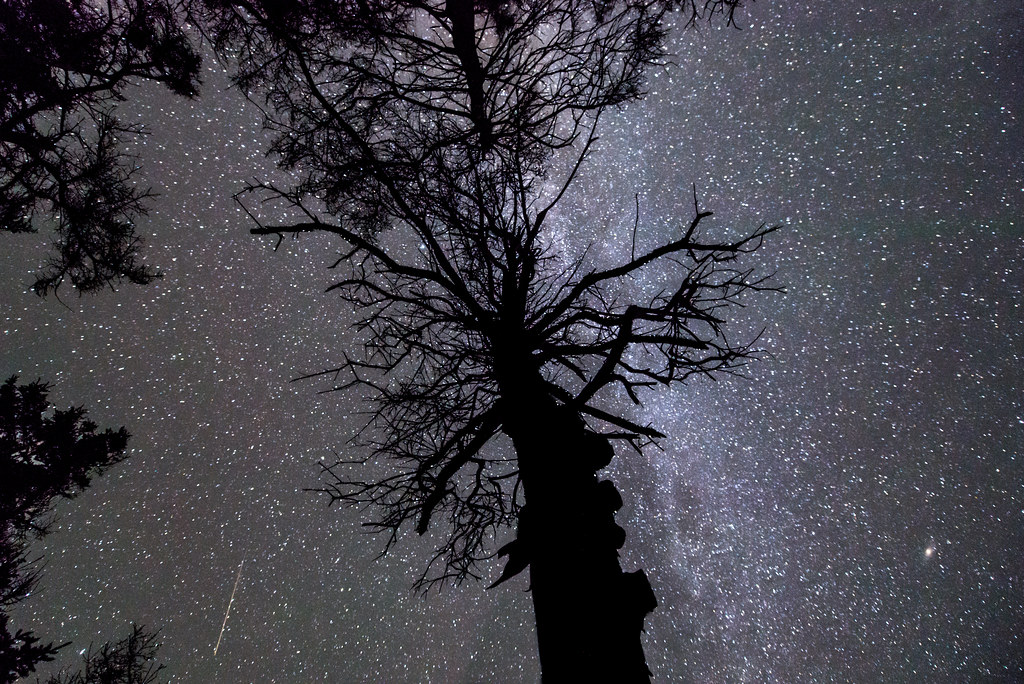 A Tree,  the Milky Way, Uranus & a Meteor.