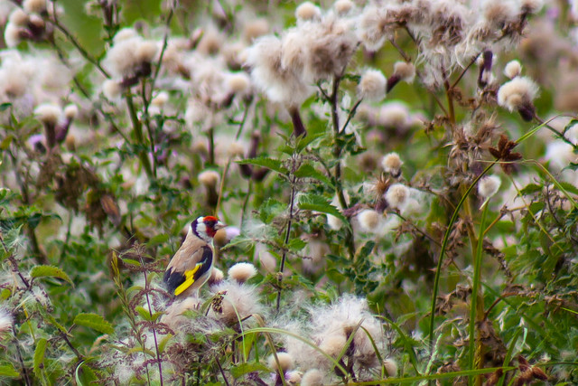 A goldfinch stuffing its beak