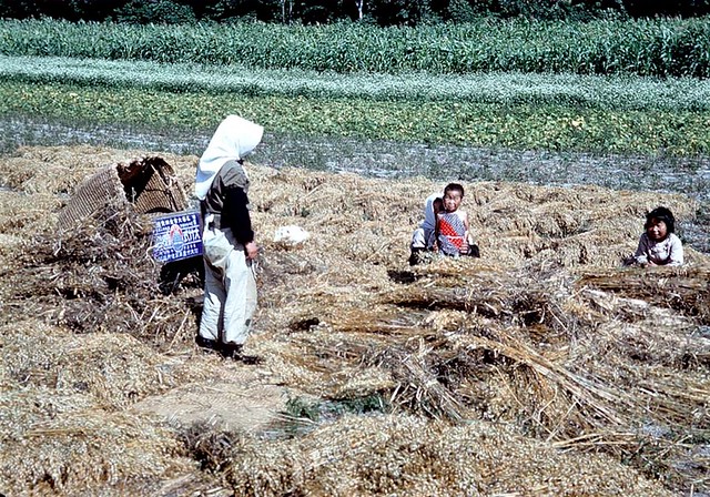 Women threshing flax