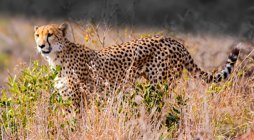 DSC00731-Edit.jpg | by leonoos
