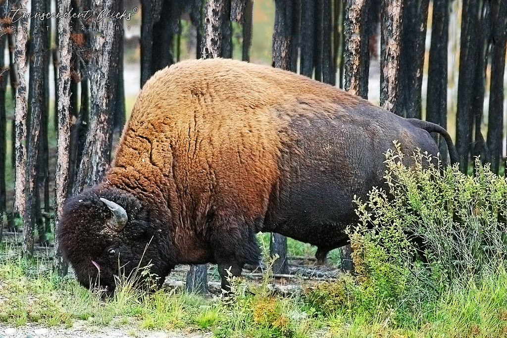 Wood Bison: The Largest Land Animal of North America | Flickr