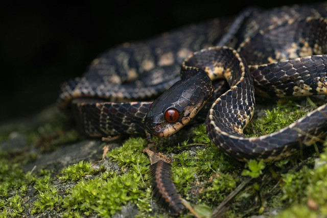 Mountain Slug Snake (Asthenodipsas vertebralis), sub-adult