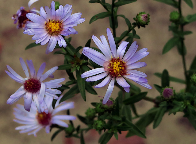 J20150917-0042—Symphyotrichum lentum—RPBG