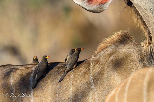 Red-billed Oxpecker (Buphagus erythrorhynchus)