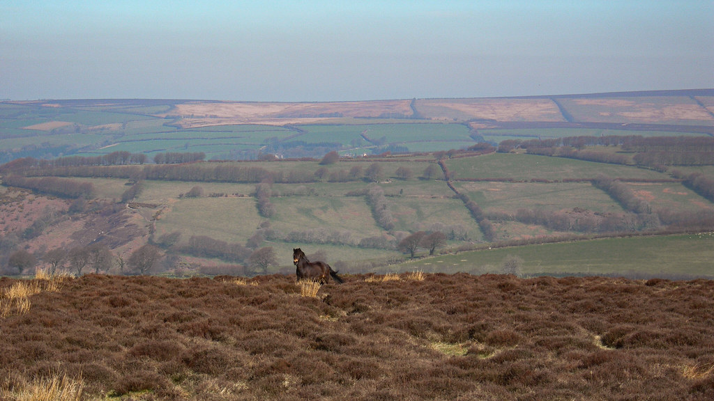 Cycle Tour of Exmoor & Dartmoor Exmoor Pony Seen on Winsf… Flickr