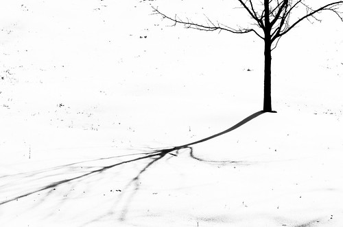 bw beautiful black blackandwhite color minimalism nature seasons snow tree trees weather white winter paramus nj unitedstates nikond300 105mmf28 gardenstateplaza usa landscapeorientation photo photography