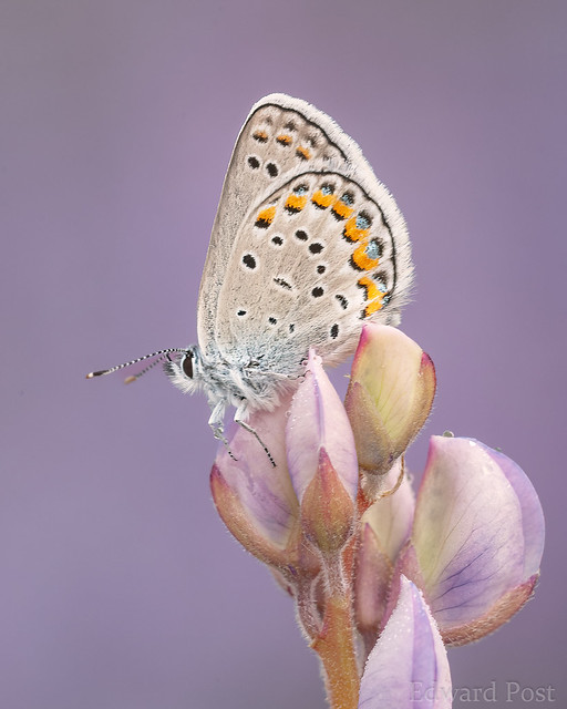 Karner Blue Butterfly (Lycaeides melissa samuelis)