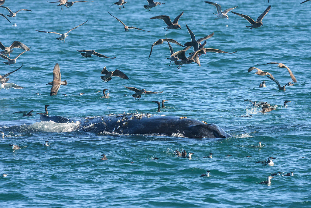 Anchovies beached by Humpback Whale